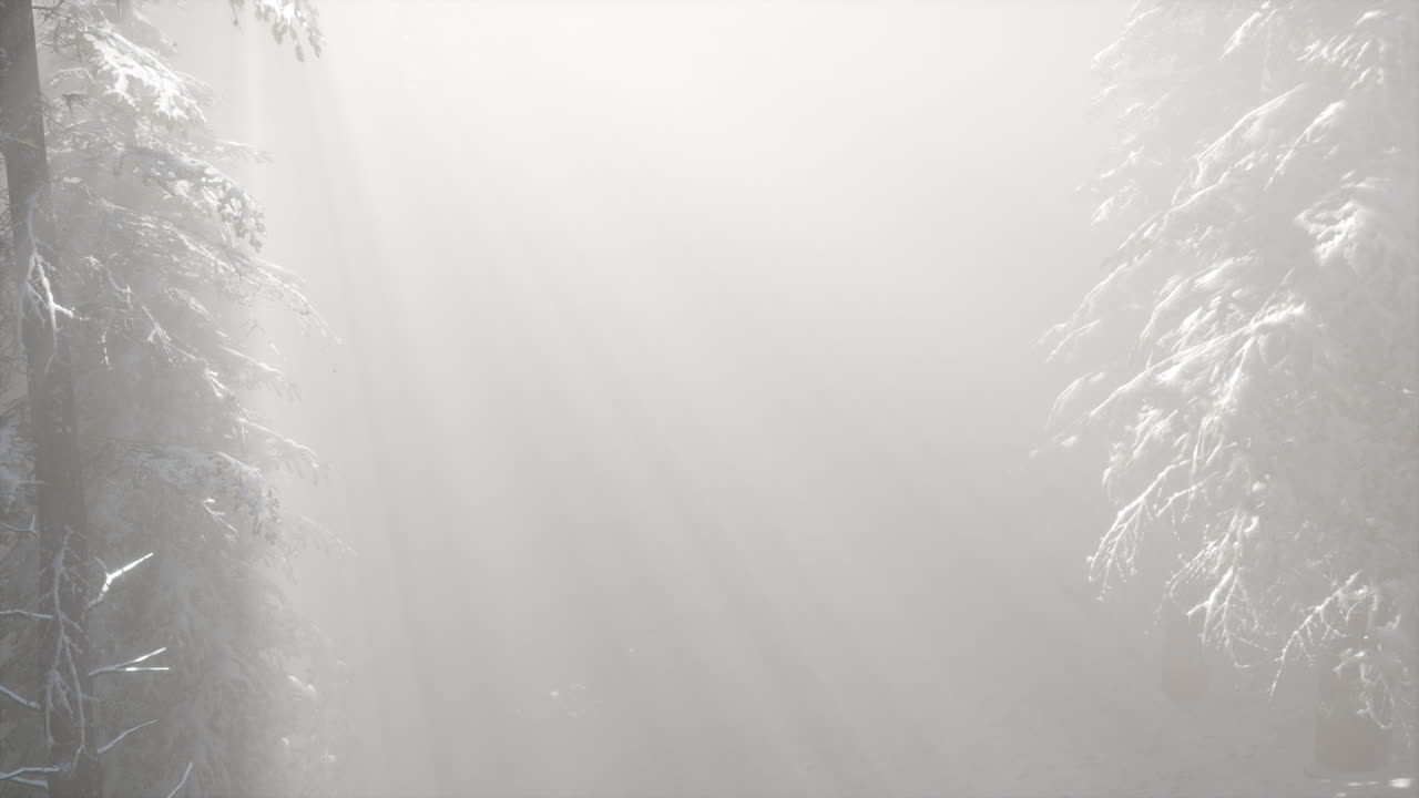 산 기?? 에 있는 소나무 숲 의 안개