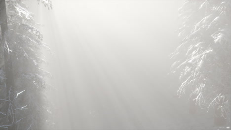niebla brumosa en el bosque de pinos en las laderas de las montañas