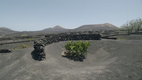 Panoramic-Lanzarote-scene-with-La-Geria-vineyards-Canary-Islands