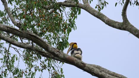 pooping to relieve itself, a great hornbill buceros bicornis is perching on a huge branch of a tree inside a national park in thailand