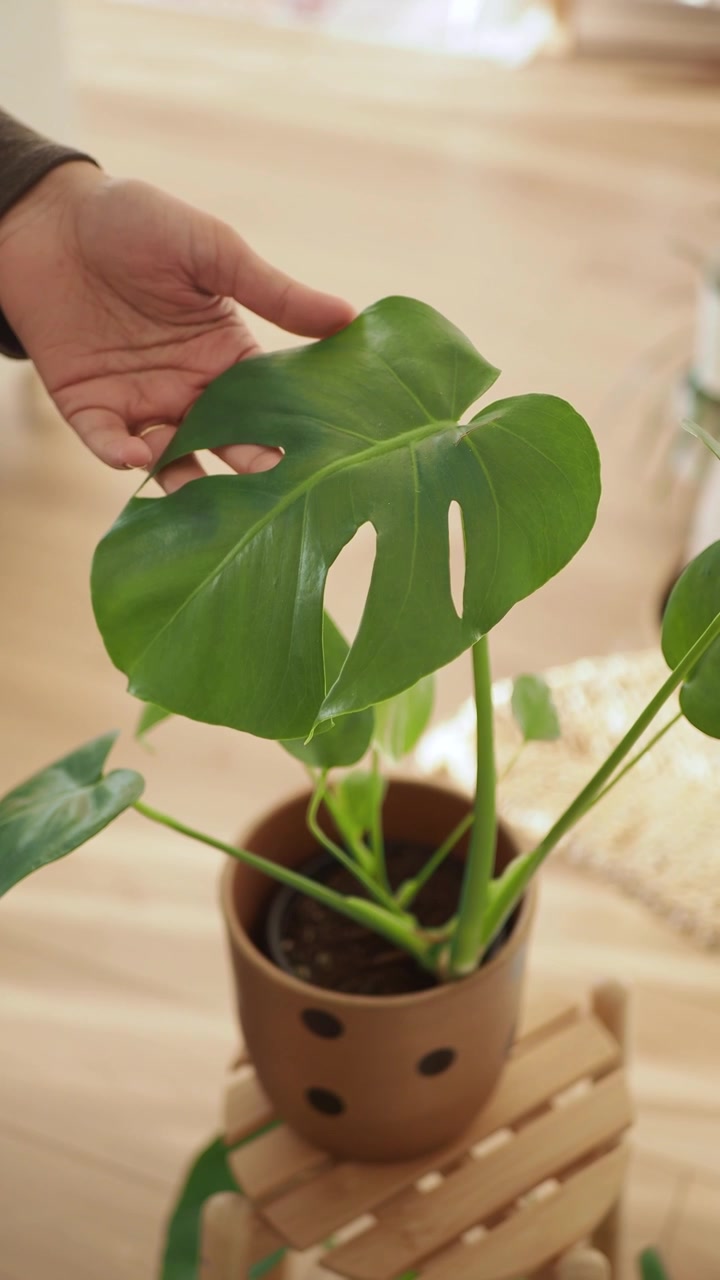 Persona che tocca delicatamente una foglia di Monstera Deliciosa in una stanza luminosa