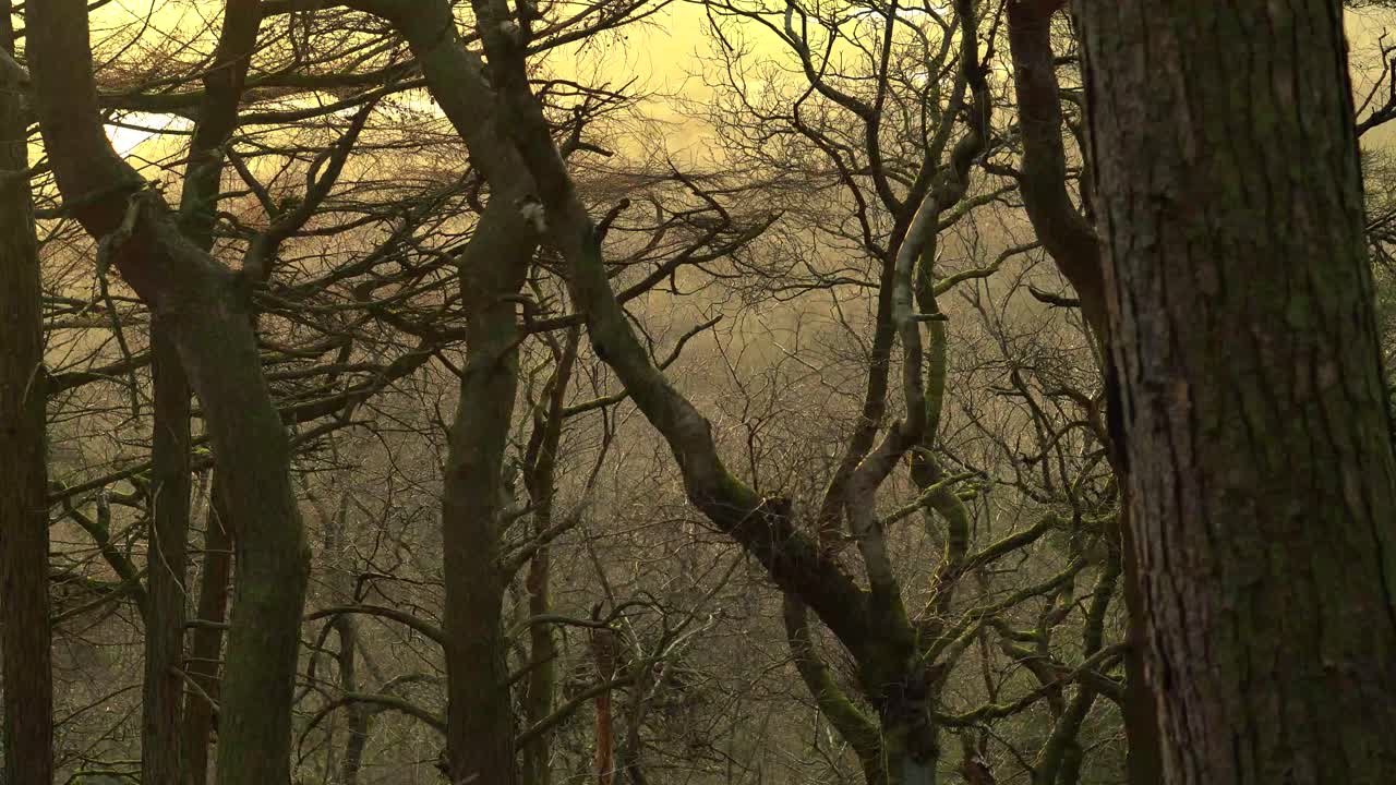 Un bosque inglés con luz del atardecer