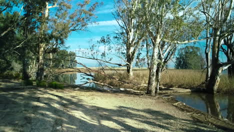 Fairytale-low-aerial-shot-moving-back-from-a-branch,-surrounded-by-trees-and-still-water,-revealing-a-bright-blue-sky-in-the-background