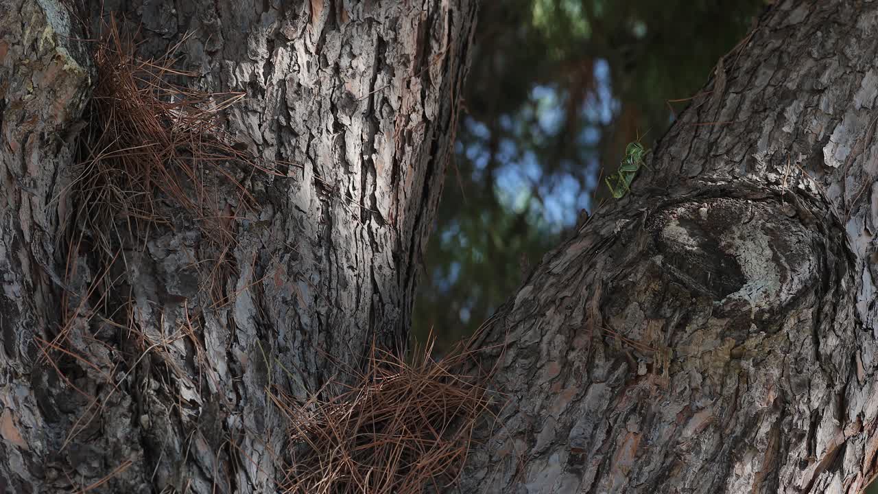 grillo verde sube un lapso de tiempo tree.time