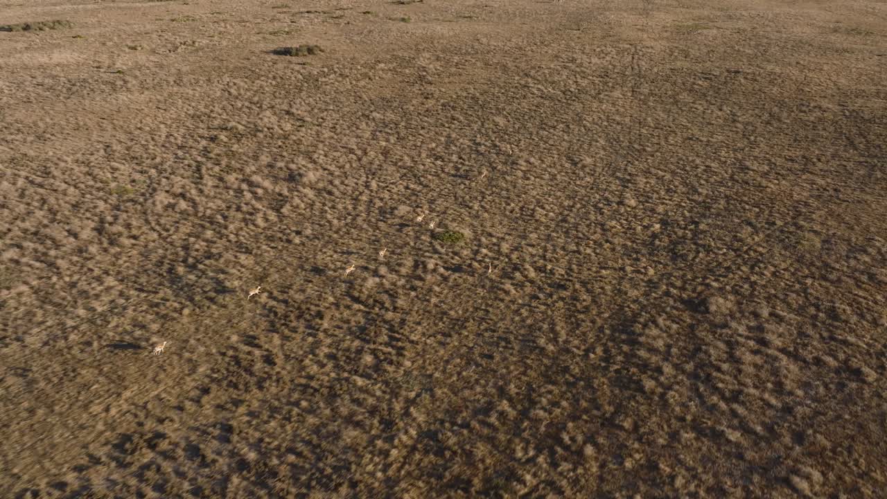 спрингбок бежит в сухом, засушливом луговом ландшафте с редкой растительностью и текстурированной местностью, взгляд с воздуха