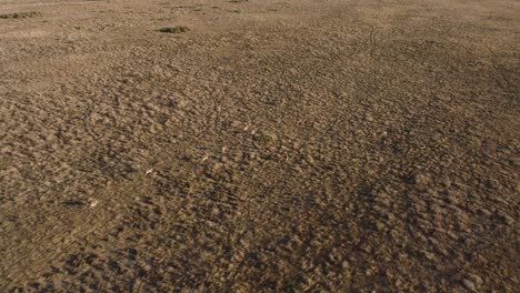 springbok running in a dry, arid grassland landscape with sparse vegetation and textured terrain , aerial view