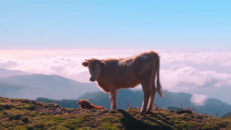 toma de seguimiento de vacas portuguesas pastando en la cima de la montaña durante el día soleado y el cielo azul en la isla de madeira