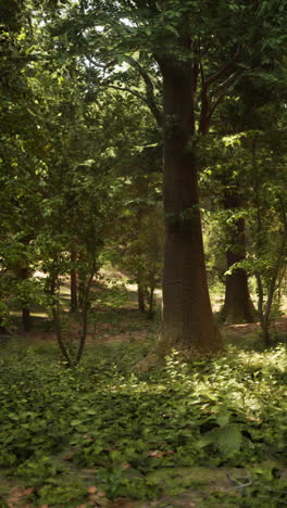 la luz del sol brillando a través de los árboles verdes exuberantes en un bosque