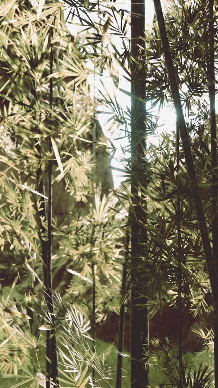 un primer plano de un denso bosque de bambú