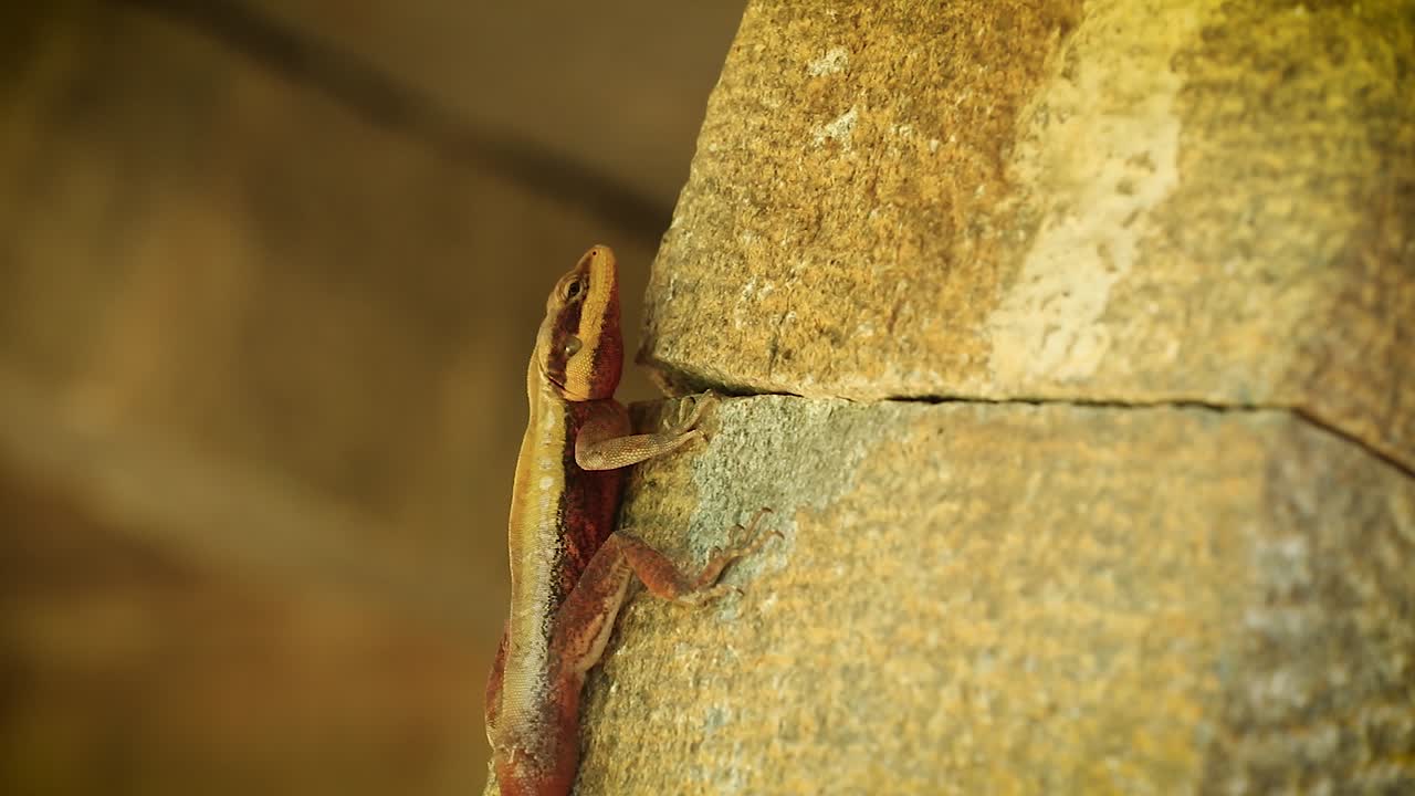 tiro de cardán de lagarto de jardín oriental en la pared de piedra