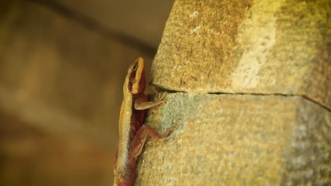 Gimbal-shot-of-oriental-garden-lizard-on-stone-wall