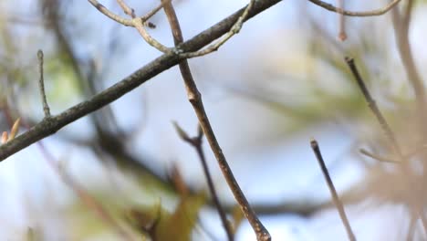 super close-up on a little bird flycatcher frisking on a tree branch