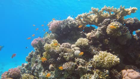 Vida-Marina-Con-Muchos-Peces-Exóticos-En-Un-Arrecife-De-Coral,-Cámara-Lenta,-Fondo