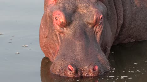 A-large-hippopotamus-with-his-head-half-submerged-standing-still-during-the-early-morning-hours