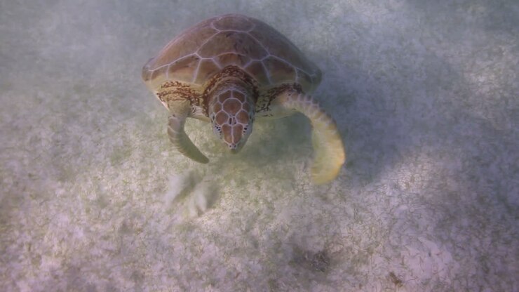 Turtle 62