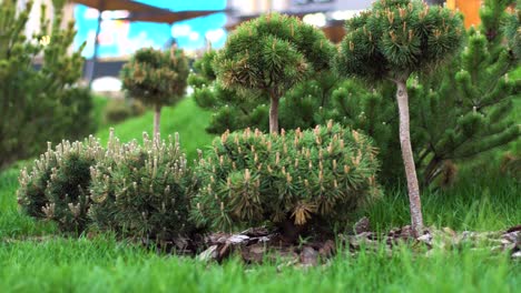 landscaped garden with small pine trees