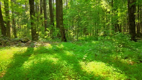 Video-Suave-De-Un-Exuberante-Bosque-Mágico-Verde-En-Verano-Con-Luz-Dorada-En-Las-Montañas-Apalaches