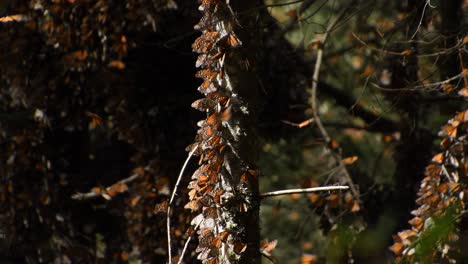 Cinematic-footage-in-4k-of-monarch-butterfly-flying-around-and-posed-in-a-tree-in-"El-Capulin",-Natural-Reserve-in-Mexico