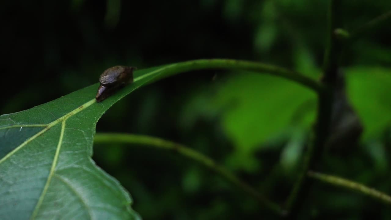 Close up shot of brown baby snail resting on leaf of a plant in deep jungle of Indonesia