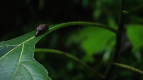 close up shot of brown baby snail resting on leaf of a plant in deep jungle of indonesia