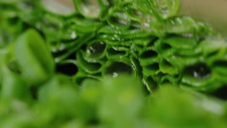 chopping green onion macro shot