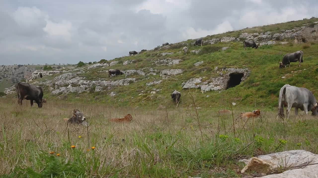 흐린 날 목장의 소와 송아지, 이탈리아 남부의 바위투성이 언덕