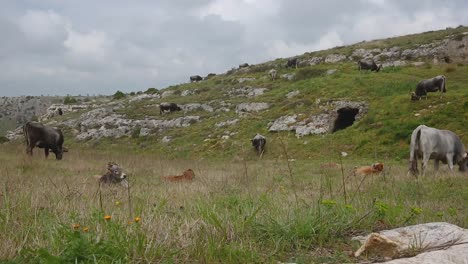 vacas y terneros en pasto en un día nublado, ladera rocosa en el sur de italia