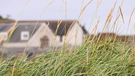 grass swaying in front of scottish houses