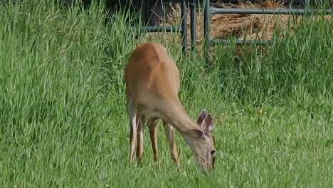 Female-deer-grazing-on-lush-green-grass-in-front-of-a-metal-fence