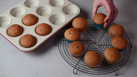 male hand putting fresh baked muffins to cake cooling tray