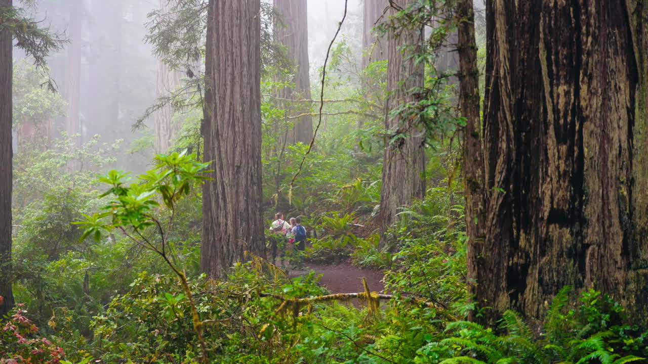 Walking hand in hand a mother and kids experience the magic of redwoods