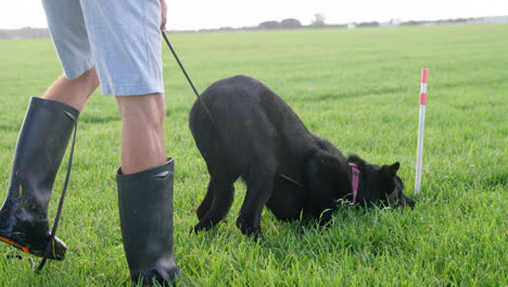 Schäferhund-Geht-Mit-Seinem-Besitzer-Auf-Dem-Feld-Spazieren-4k