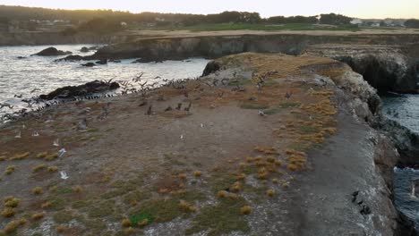 Massive-flock-of-seabirds-taking-off-from-a-rocky-island-off-of-California's-coast