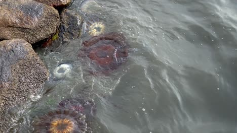 A-colorful-group-of-Jellyfishes-is-being-washed-out-to-the-shore