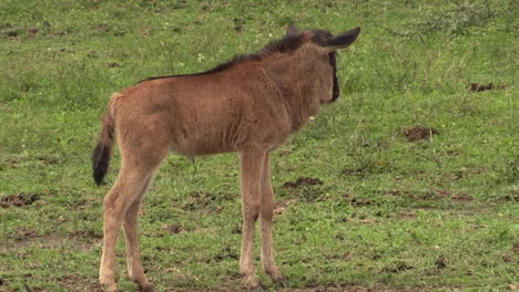 baby wildebeest alone in the open watching out for its mother