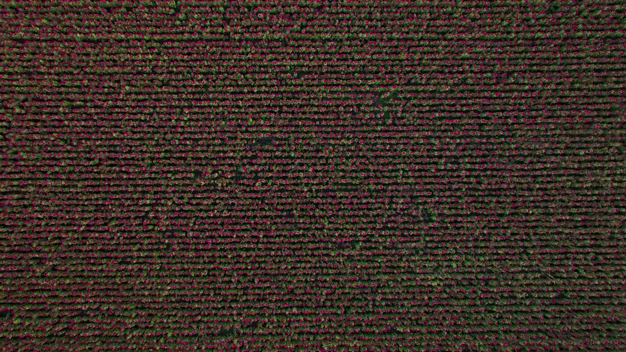 video aéreo de un cultivo de flores de terciopelo, que muestra su extensión completa