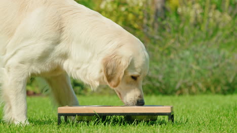 golden retriever eating from dog bowls in garden