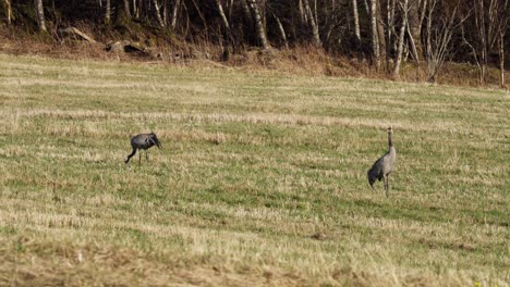 two common crane birds foraging in the ground in the farm