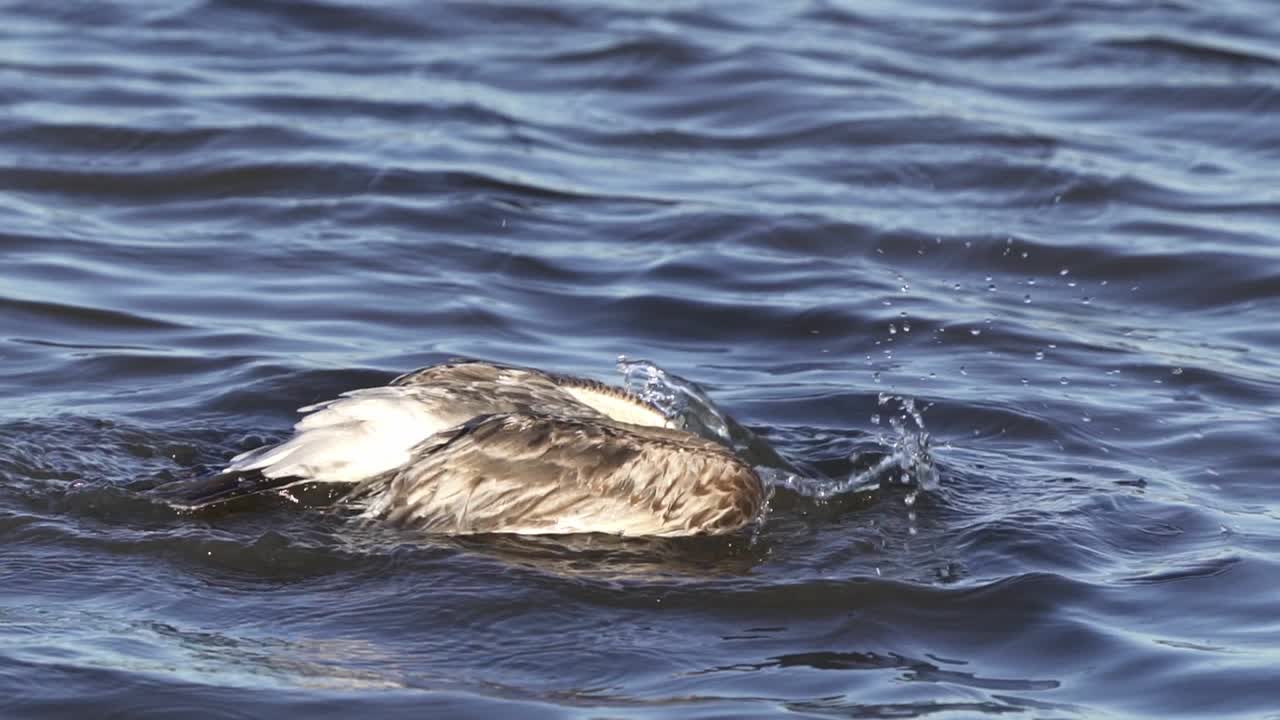 슬로우 모션 근접 촬영, 어린 올로그의 갈매기 새가 물결 모양의 얕은 해안에서 그루밍