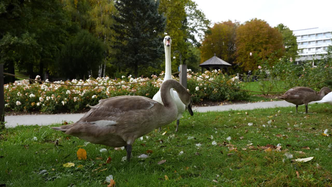 Primo piano di anatre e cigni che riposano sull'erba in un sereno giardino lacustre