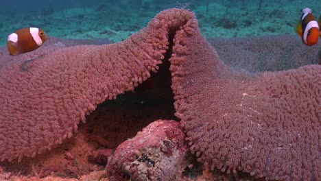 Junge-Sattelrückenanemonenfische-Schwimmen-In-Seeanemonen,-Nahaufnahme