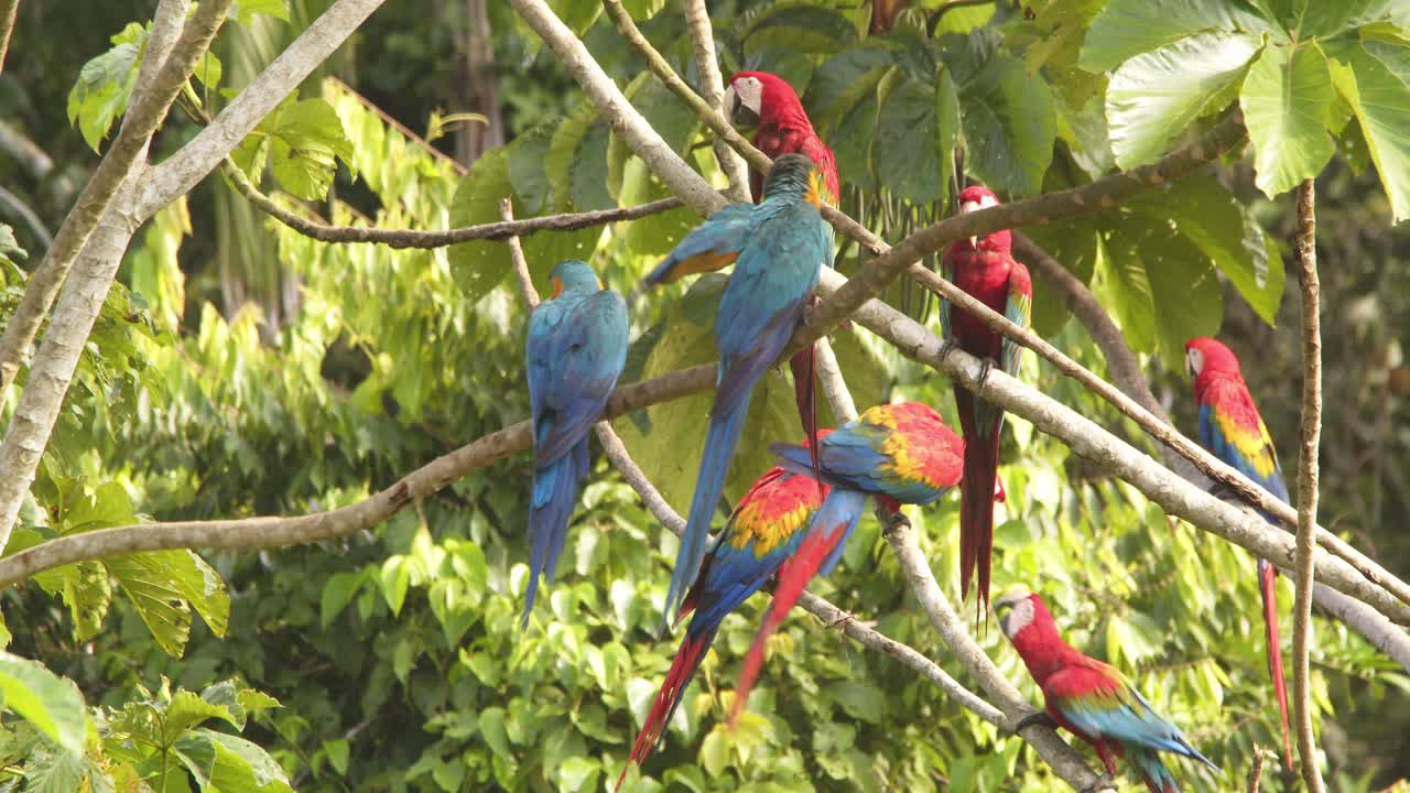 Pan shot showing Noisy macaws gather on a tree, their bold red blue feathers and chatter animating the jungle canopy.