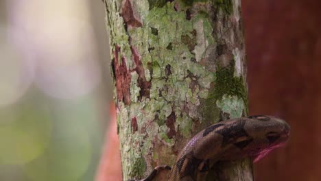 camouflaged snake in natural habitat