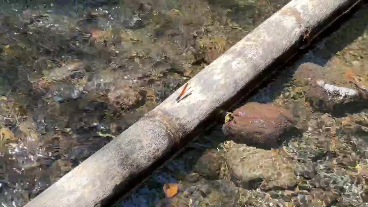 Orange Dragonfly Resting on a Log in a Clear Stream