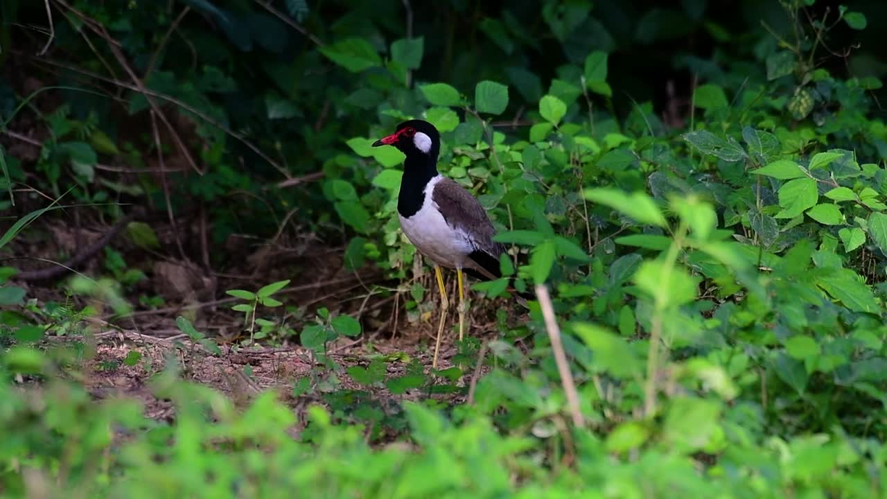 el avefría de barbas rojas es una de las aves más comunes de tailandia