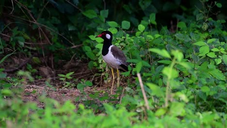 Der-Rotlappenkiebitz-Ist-Einer-Der-Häufigsten-Vögel-Thailands