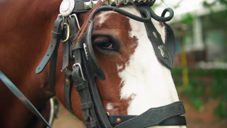 horse head with traditional harness - carriage horse - close up