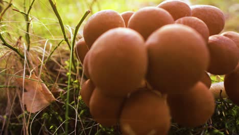 hongos armillaria de agarico de miel en un bosque soleado.