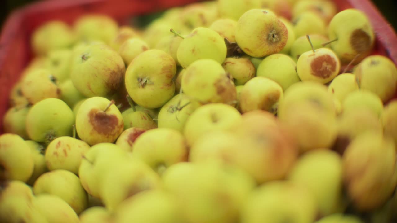 Close-up of red-green ripe apples in a wicker basket