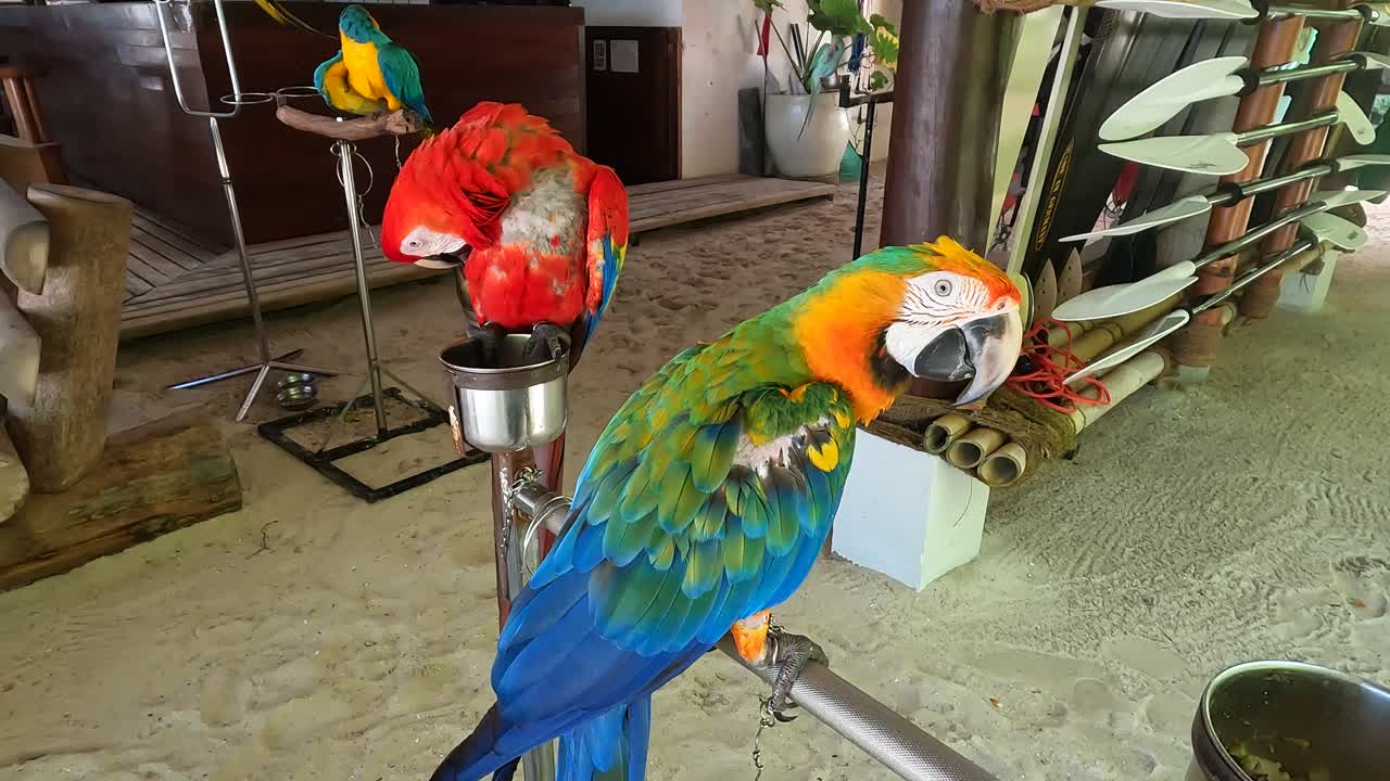 Funny Maldivian parrot, tourist gets too close and almost pecked: Malahini Kuda Bandos, Maldives